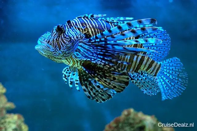 Waanzinnige deal cruisevakantie Afrika ☀ 4 Dagen met de MSC Opera