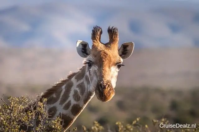 20 daagse Afrika cruise met de Mein Schiff 5