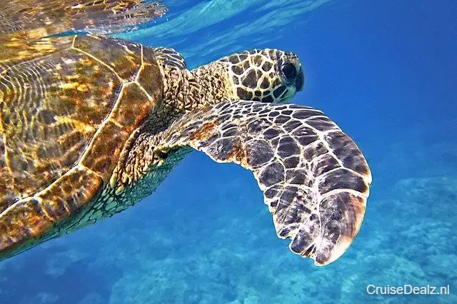 5 daagse Afrika cruise met de MSC Opera