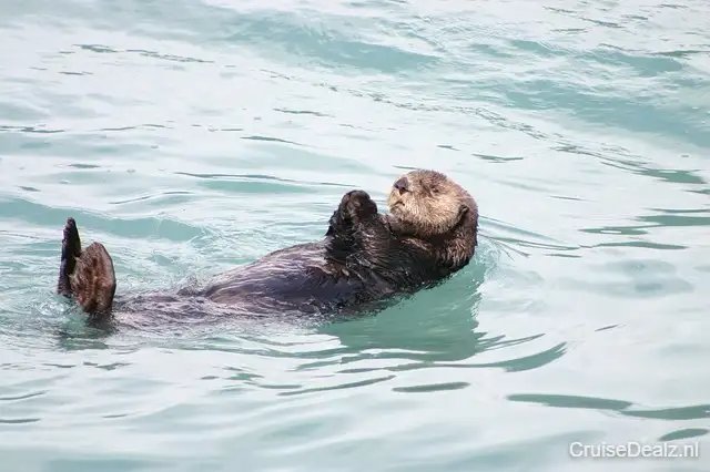 Cruise Alaska - Alaska € 4729,- ➤ 7 dagen hut of suite