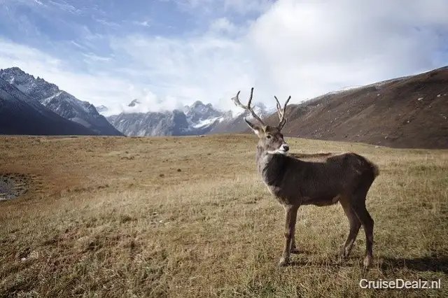 8 daagse Alaska cruise met de Norwegian Jade