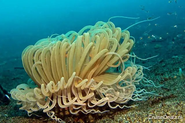 Mega korting cruise Canarische eilanden 🛳️ 10 Dagen met de AIDAblu