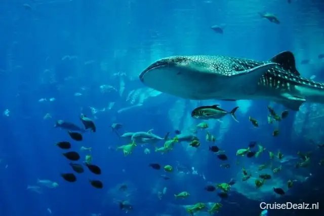 12 daagse Canarische Eilanden cruise met de Seven Seas Prestige