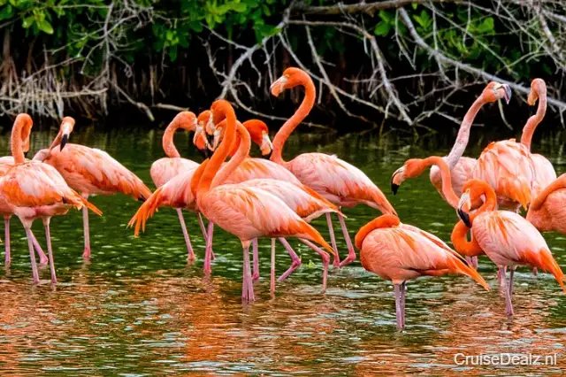 Cruisereis Caribbean - Verenigde Staten € 873,- ✓ CruiseOnline