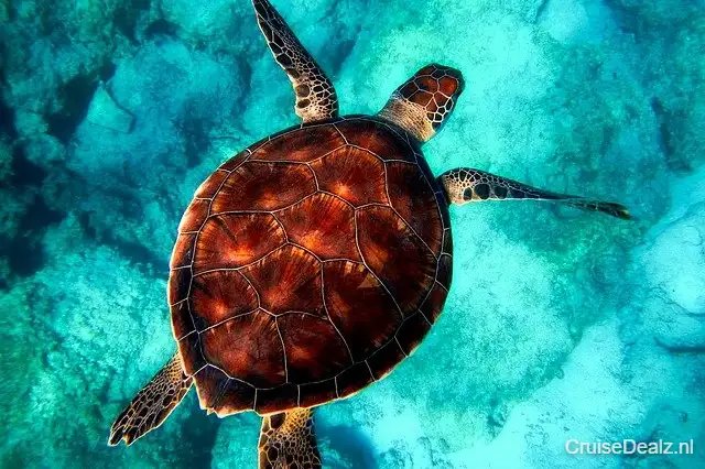 8 Dagen met de Celebrity Xcel naar Miami - Verenigde Staten
