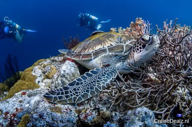 Maffe prijs cruise vakantie Caribbean 🛳️ 8 Dagen met de Rotterdam