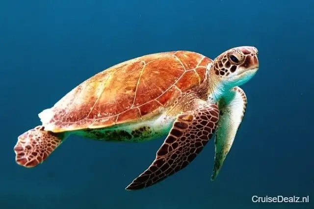 Cruisevaart Caribbean - Verenigde Staten € 1085,- | Utopia of the Seas