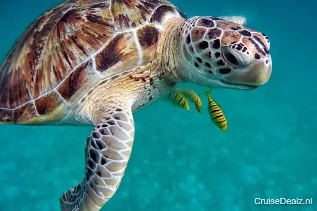 Cruisereis Caribbean - Verenigde Staten € 623,- 【CruiseDealz】