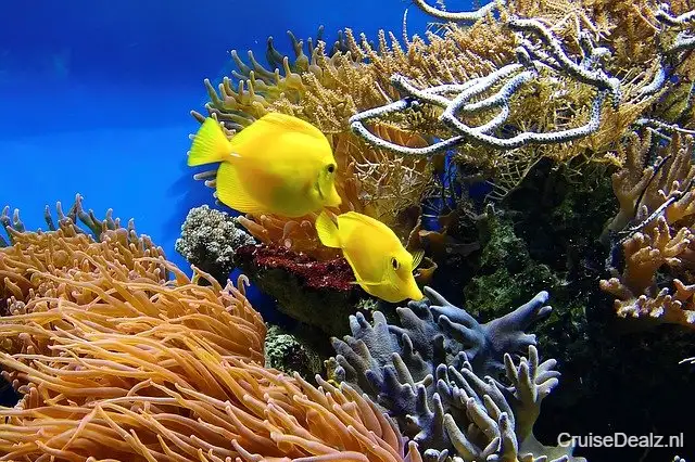 Heerlijk op cruise vakantie Oceanie ⛱️ 8 Dagen met de Quantum of the Seas