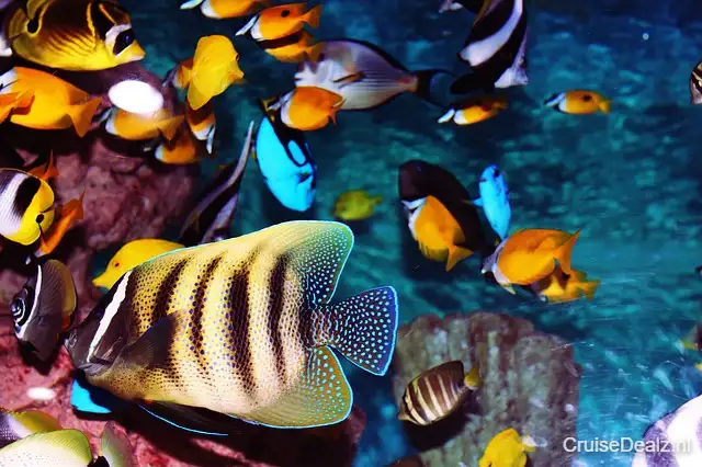 Beste aanbieding cruisereis Oceanie ⭐ 12 Dagen met de Ovation Of The Seas