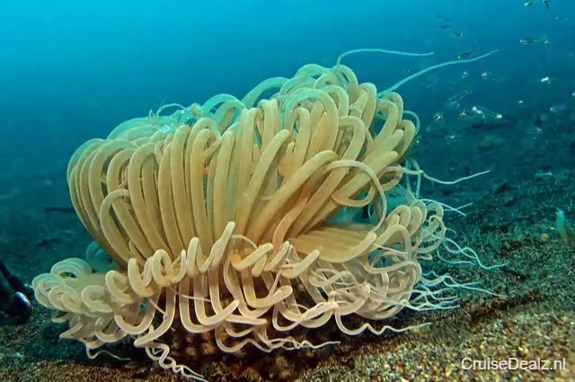 Veel korting cruisevakantie Oceanie 🛳️ 11 Dagen met de MS Nautica