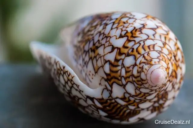 Ontspannen cruise naar Bahamas 🛳️ 7 Dagen met de Enchantment of the Seas