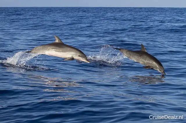 impressie Liberty of the Seas