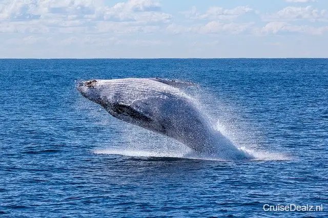 Aanbieding cruisevakantie Transatlantisch 🛳️ 31 Dagen met de Royal Princess