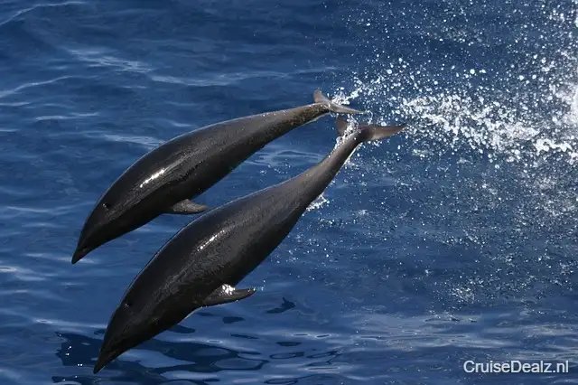 impressie Voyager of the Seas