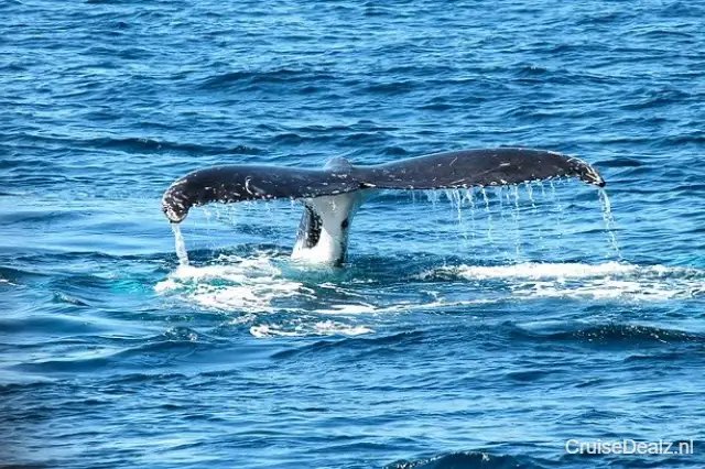 Inpakkers deal cruise vakantie Transatlantisch ⛱️ 21 Dagen met de Queen Mary 2