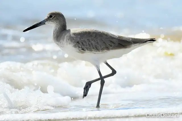 21 daagse Transatlantisch cruise met de Costa Favolosa