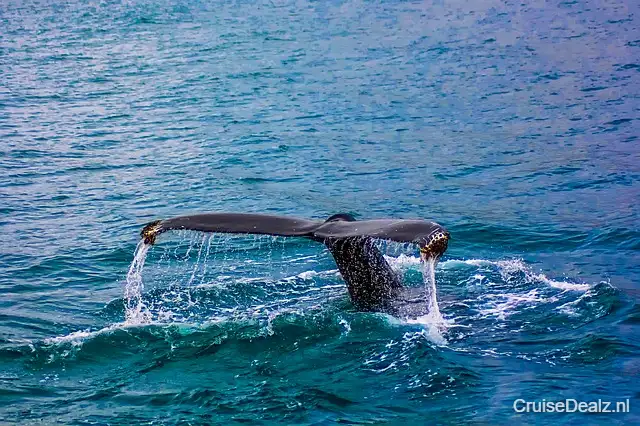 Inpakkers deal cruise Wereldcruise Grand Voyage ⭐ 39 Dagen met de Queen Elizabeth