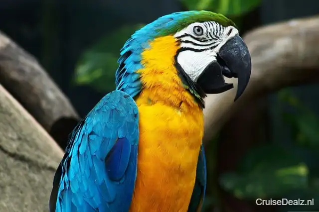 NU met korting! cruise naar Zuid-Amerika 🛳️ 13 Dagen met de Celebrity Eclipse